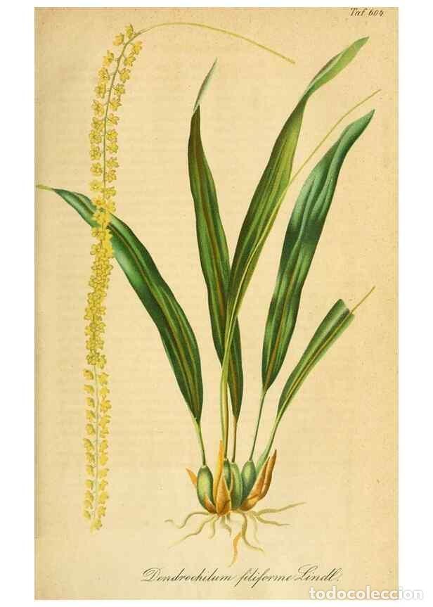 Sammeln von Zeitschriften und Zeitungen: Reproducci&oacute;n/Reproduction 49698095483: Gartenflora.. Erlangen :F. Enke,1852-1940.. - Deutsche Garten