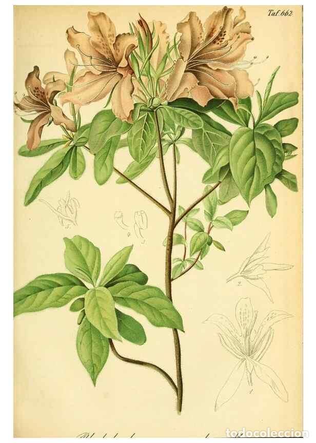 Sammeln von Zeitschriften und Zeitungen: Reproducci&oacute;n/Reproduction 49702043436: Gartenflora.. Erlangen :F. Enke,1852-1940.. - Deutsche Garten