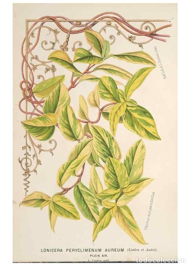 Sammeln von Zeitschriften und Zeitungen: Reproducci&oacute;n/Reproduction 49690645226: L'Illustration horticole :. Gand, Belgium :Imprimerie et lith