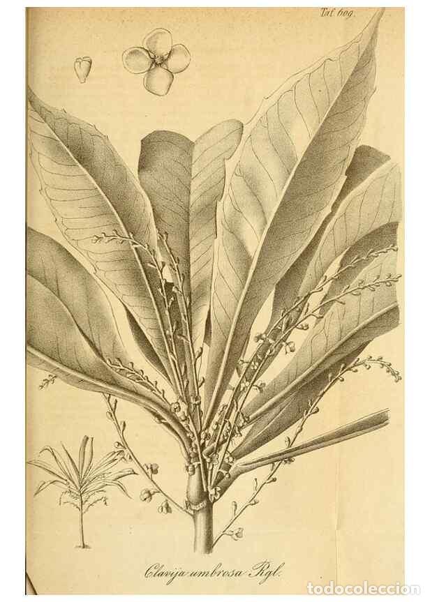 Sammeln von Zeitschriften und Zeitungen: Reproducci&oacute;n/Reproduction 49698097078: Gartenflora.. Erlangen :F. Enke,1852-1940.. - Deutsche Garten