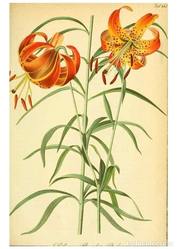 Sammeln von Zeitschriften und Zeitungen: Reproducci&oacute;n/Reproduction 49702361437: Gartenflora.. Erlangen :F. Enke,1852-1940.. - Deutsche Garten