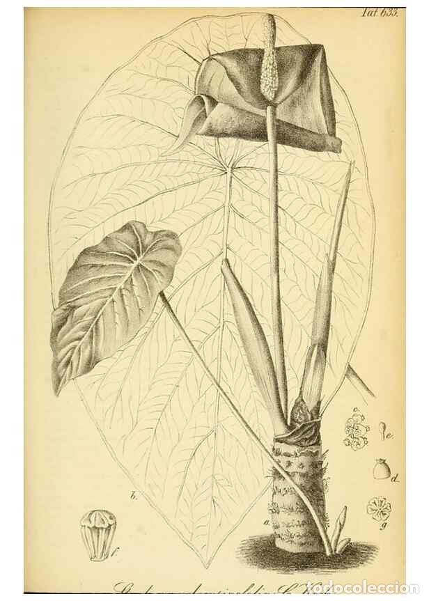 Sammeln von Zeitschriften und Zeitungen: Reproducci&oacute;n/Reproduction 49698104123: Gartenflora.. Erlangen :F. Enke,1852-1940.. - Deutsche Garten