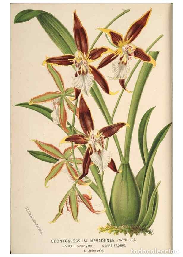 Sammeln von Zeitschriften und Zeitungen: Reproducci&oacute;n/Reproduction 49690603796: L'Illustration horticole :. Gand, Belgium :Imprimerie et lith