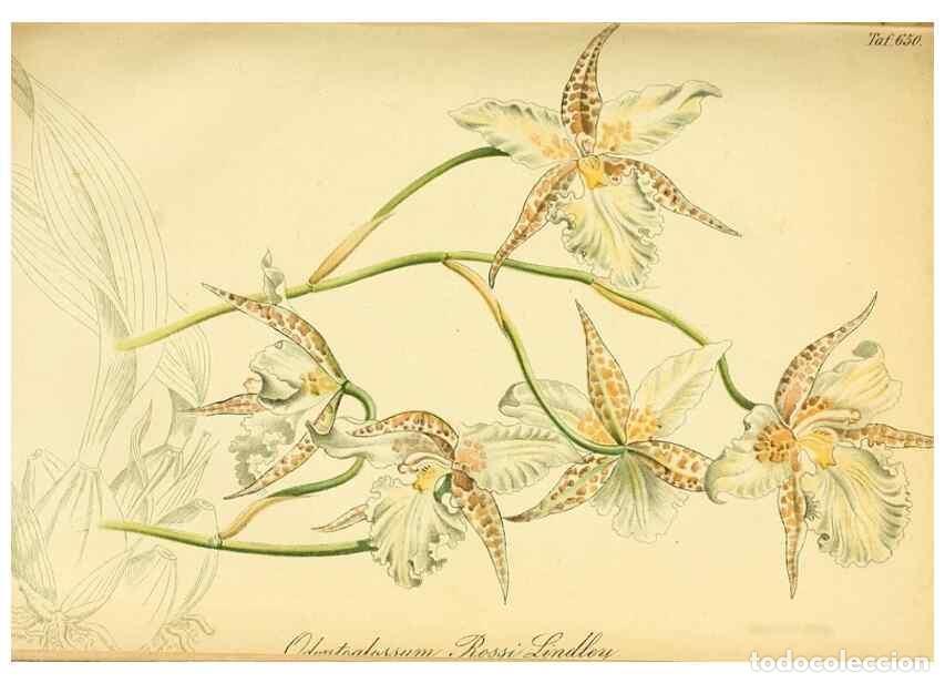 Sammeln von Zeitschriften und Zeitungen: Reproducci&oacute;n/Reproduction 49701510183: Gartenflora.. Erlangen :F. Enke,1852-1940.. - Deutsche Garten