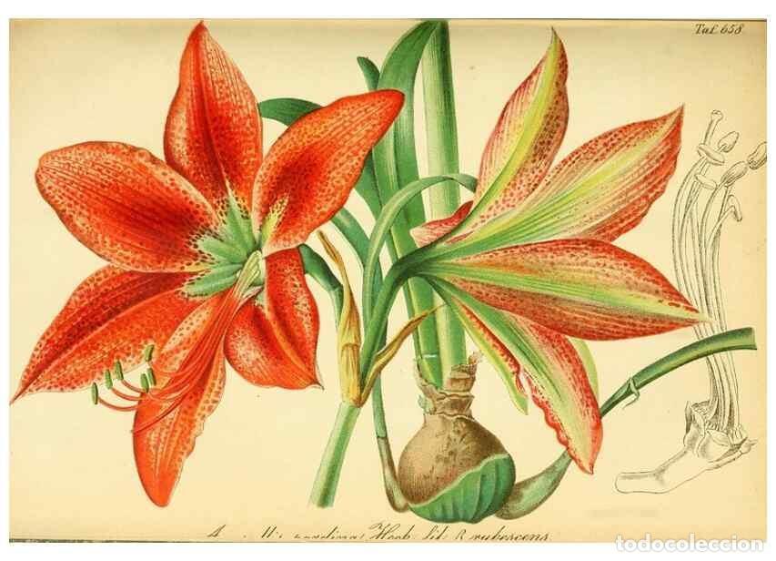 Sammeln von Zeitschriften und Zeitungen: Reproducci&oacute;n/Reproduction 49702359107: Gartenflora.. Erlangen :F. Enke,1852-1940.. - Deutsche Garten