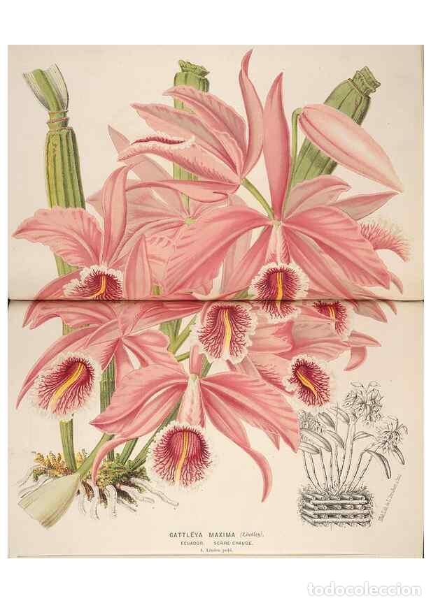 Sammeln von Zeitschriften und Zeitungen: Reproducci&oacute;n/Reproduction 49690599011: L'Illustration horticole :. Gand, Belgium :Imprimerie et lith