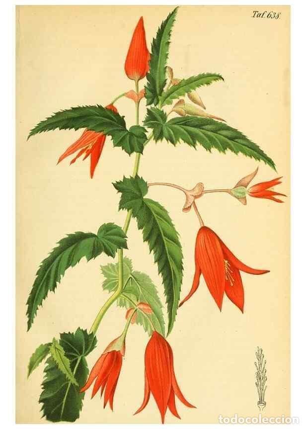 Sammeln von Zeitschriften und Zeitungen: Reproducci&oacute;n/Reproduction 49701507513: Gartenflora.. Erlangen :F. Enke,1852-1940.. - Deutsche Garten