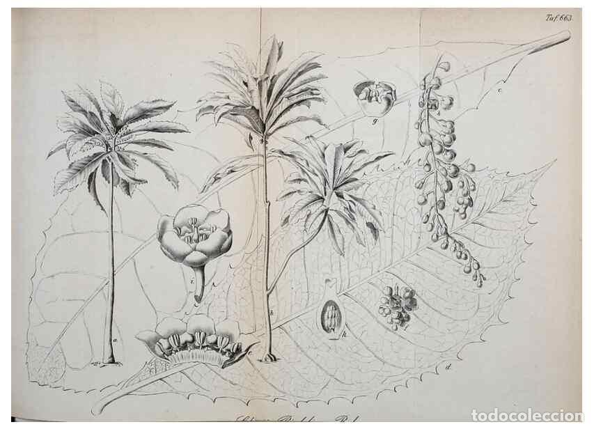 Sammeln von Zeitschriften und Zeitungen: Reproducci&oacute;n/Reproduction 49701512888: Gartenflora.. Erlangen :F. Enke,1852-1940.. - Deutsche Garten