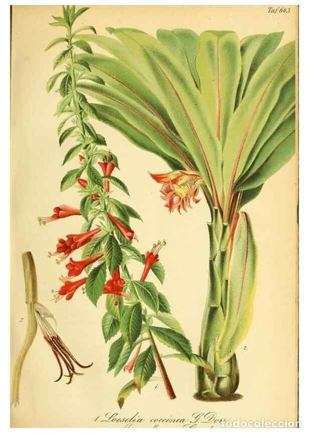 Sammeln von Zeitschriften und Zeitungen: Reproducci&oacute;n/Reproduction 49701508673: Gartenflora.. Erlangen :F. Enke,1852-1940.. - Deutsche Garten