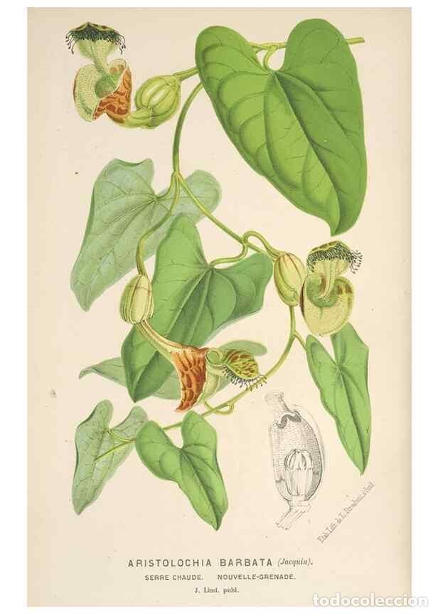 Sammeln von Zeitschriften und Zeitungen: Reproducci&oacute;n/Reproduction 49690112053: L'Illustration horticole :. Gand, Belgium :Imprimerie et lith