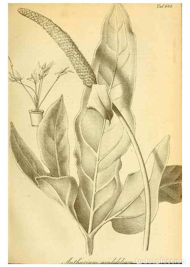 Sammeln von Zeitschriften und Zeitungen: Reproducci&oacute;n/Reproduction 49701509713: Gartenflora.. Erlangen :F. Enke,1852-1940.. - Deutsche Garten