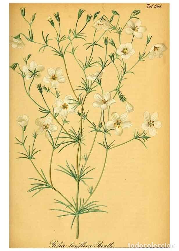 Sammeln von Zeitschriften und Zeitungen: Reproducci&oacute;n/Reproduction 49702361617: Gartenflora.. Erlangen :F. Enke,1852-1940.. - Deutsche Garten