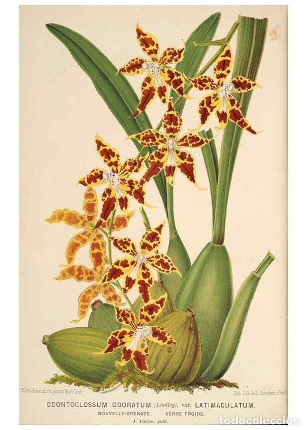 Sammeln von Zeitschriften und Zeitungen: Reproducci&oacute;n/Reproduction 49690067533: L'Illustration horticole :. Gand, Belgium :Imprimerie et lith