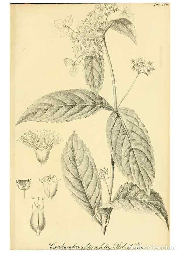 Sammeln von Zeitschriften und Zeitungen: Reproducci&oacute;n/Reproduction 49692014917: Gartenflora.. Erlangen :F. Enke,1852-1940.. - Deutsche Garten