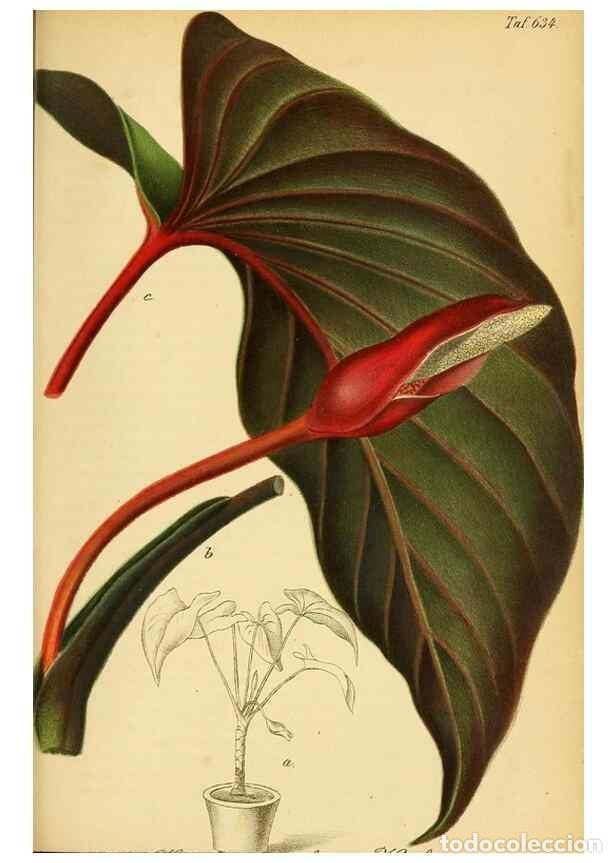 Sammeln von Zeitschriften und Zeitungen: Reproducci&oacute;n/Reproduction 49698942887: Gartenflora.. Erlangen :F. Enke,1852-1940.. - Deutsche Garten