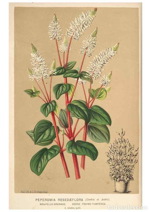 Sammeln von Zeitschriften und Zeitungen: Reproducci&oacute;n/Reproduction 49690906817: L'Illustration horticole :. Gand, Belgium :Imprimerie et lith