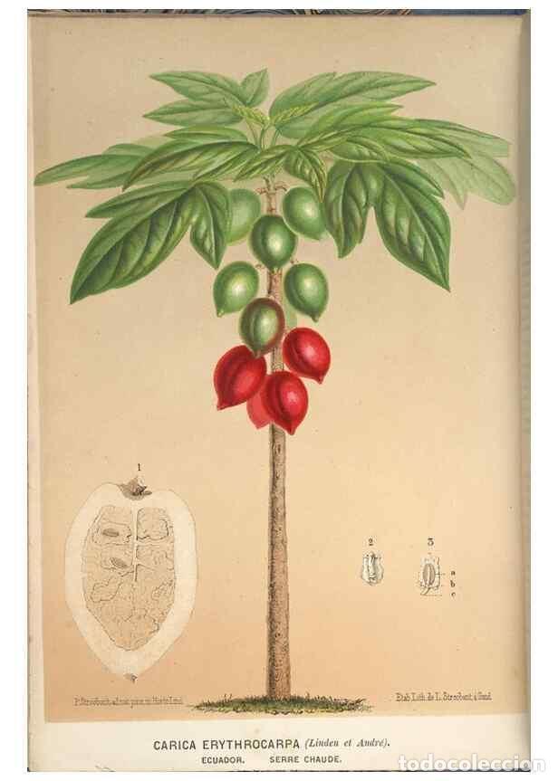 Sammeln von Zeitschriften und Zeitungen: Reproducci&oacute;n/Reproduction 49690952647: L'Illustration horticole :. Gand, Belgium :Imprimerie et lith