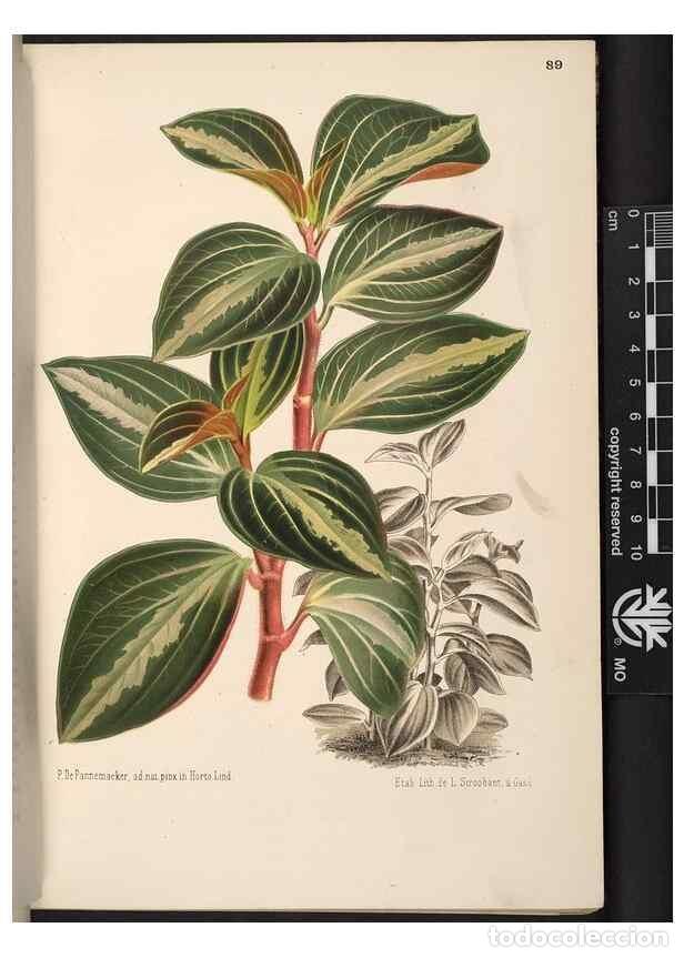 Sammeln von Zeitschriften und Zeitungen: Reproducci&oacute;n/Reproduction 49690824366: L'Illustration horticole :. Gand, Belgium :Imprimerie et lith