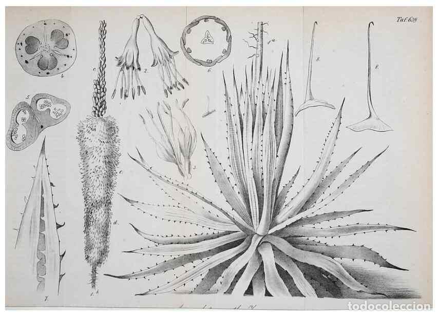 Sammeln von Zeitschriften und Zeitungen: Reproducci&oacute;n/Reproduction 49702038411: Gartenflora.. Erlangen :F. Enke,1852-1940.. - Deutsche Garten