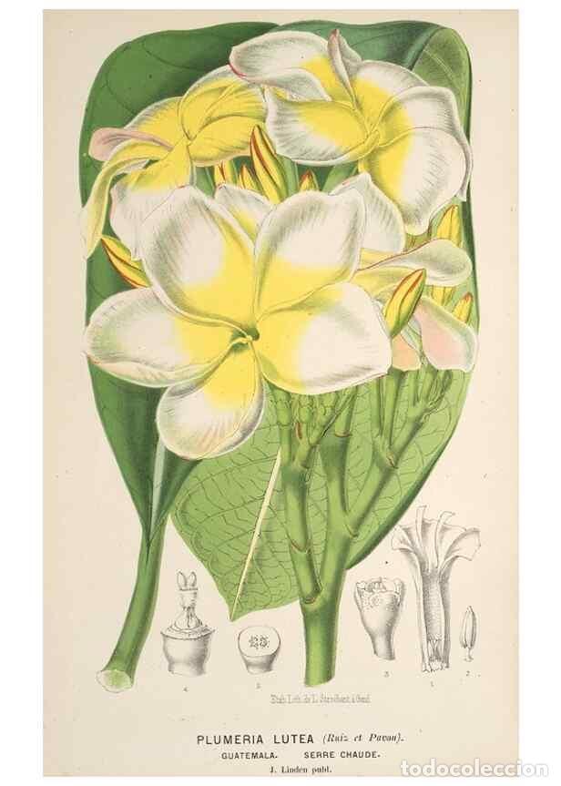 Sammeln von Zeitschriften und Zeitungen: Reproducci&oacute;n/Reproduction 49690644641: L'Illustration horticole :. Gand, Belgium :Imprimerie et lith