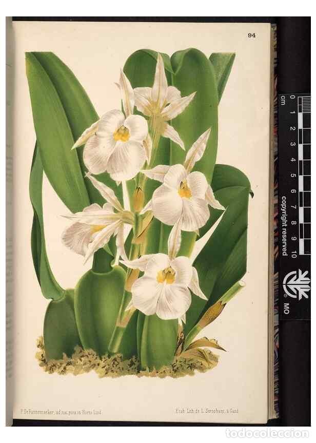 Sammeln von Zeitschriften und Zeitungen: Reproducci&oacute;n/Reproduction 49691136282: L'Illustration horticole :. Gand, Belgium :Imprimerie et lith