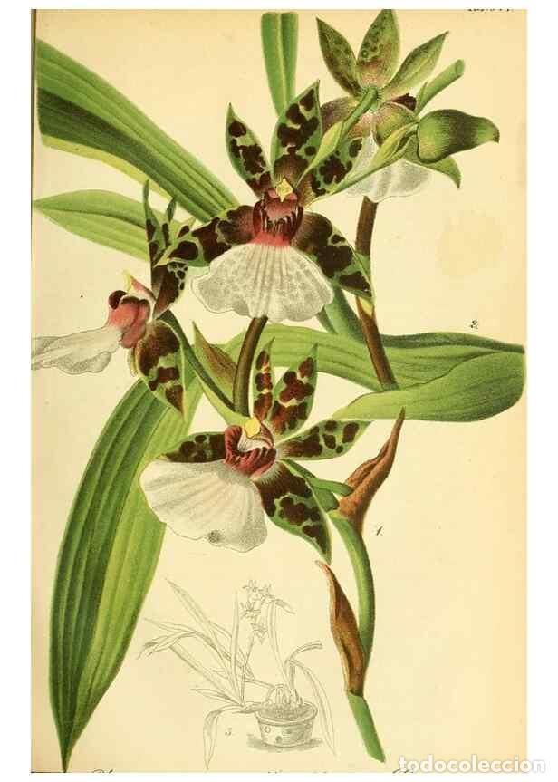 Sammeln von Zeitschriften und Zeitungen: Reproducci&oacute;n/Reproduction 49701508923: Gartenflora.. Erlangen :F. Enke,1852-1940.. - Deutsche Garten