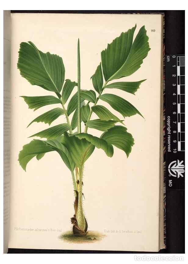 Sammeln von Zeitschriften und Zeitungen: Reproducci&oacute;n/Reproduction 49690294323: L'Illustration horticole :. Gand, Belgium :Imprimerie et lith