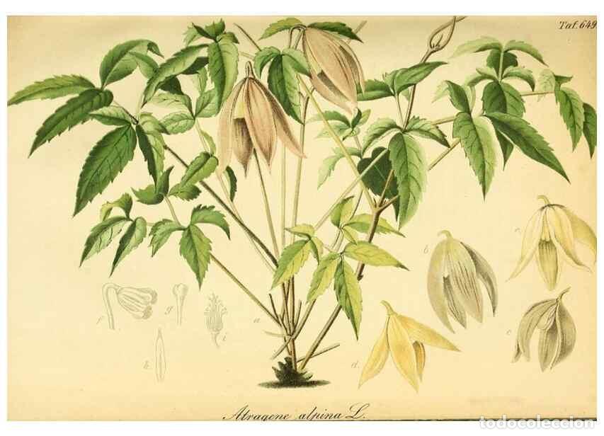 Collection Magazines and Newspapers: Reproducci&oacute;n/Reproduction 49701509923: Gartenflora.. Erlangen :F. Enke,1852-1940.. - Deutsche Garten