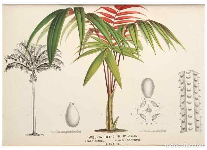 Collection Magazines and Newspapers: Reproducci&oacute;n/Reproduction 49690955577: L'Illustration horticole :. Gand, Belgium :Imprimerie et lith