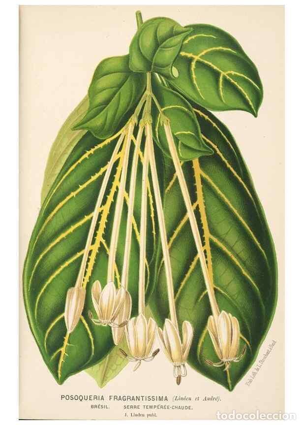 Collection Magazines and Newspapers: Reproducci&oacute;n/Reproduction 49690064088: L'Illustration horticole :. Gand, Belgium :Imprimerie et lith