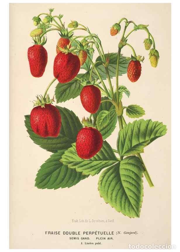 Collection Magazines and Newspapers: Reproducci&oacute;n/Reproduction 49690118458: L'Illustration horticole :. Gand, Belgium :Imprimerie et lith