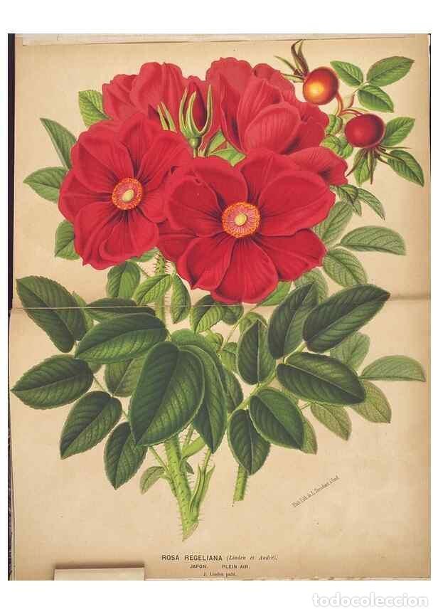 Collection Magazines and Newspapers: Reproducci&oacute;n/Reproduction 49690951102: L'Illustration horticole :. Gand, Belgium :Imprimerie et lith