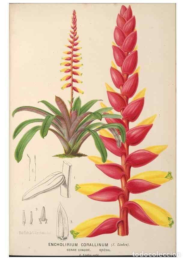 Collection Magazines and Newspapers: Reproducci&oacute;n/Reproduction 49690648341: L'Illustration horticole :. Gand, Belgium :Imprimerie et lith