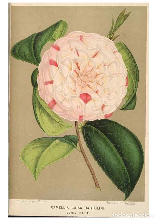 Collection Magazines and Newspapers: Reproducci&oacute;n/Reproduction 49690065593: L'Illustration horticole :. Gand, Belgium :Imprimerie et lith