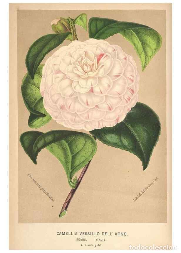 Collection Magazines and Newspapers: Reproducci&oacute;n/Reproduction 49690953042: L'Illustration horticole :. Gand, Belgium :Imprimerie et lith