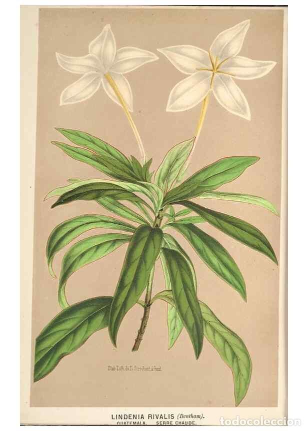 Collection Magazines and Newspapers: Reproducci&oacute;n/Reproduction 49690115223: L'Illustration horticole :. Gand, Belgium :Imprimerie et lith