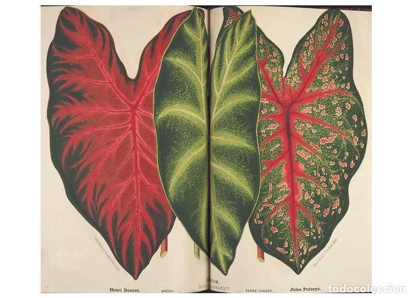 Collection Magazines and Newspapers: Reproducci&oacute;n/Reproduction 49690066978: L'Illustration horticole :. Gand, Belgium :Imprimerie et lith