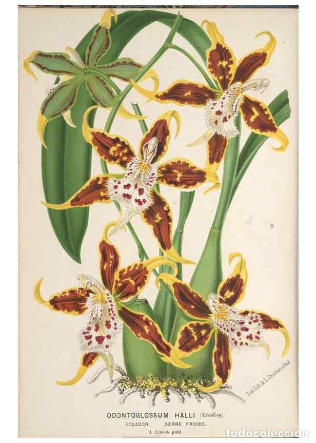 Collection Magazines and Newspapers: Reproducci&oacute;n/Reproduction 49690110828: L'Illustration horticole :. Gand, Belgium :Imprimerie et lith