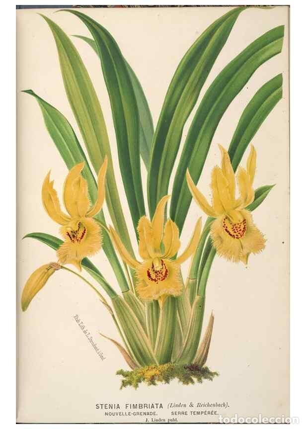 Collection Magazines and Newspapers: Reproducci&oacute;n/Reproduction 49690961007: L'Illustration horticole :. Gand, Belgium :Imprimerie et lith