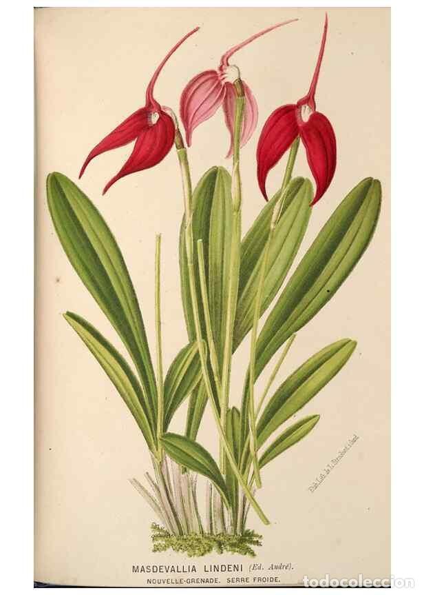 Collection Magazines and Newspapers: Reproducci&oacute;n/Reproduction 49690068593: L'Illustration horticole :. Gand, Belgium :Imprimerie et lith