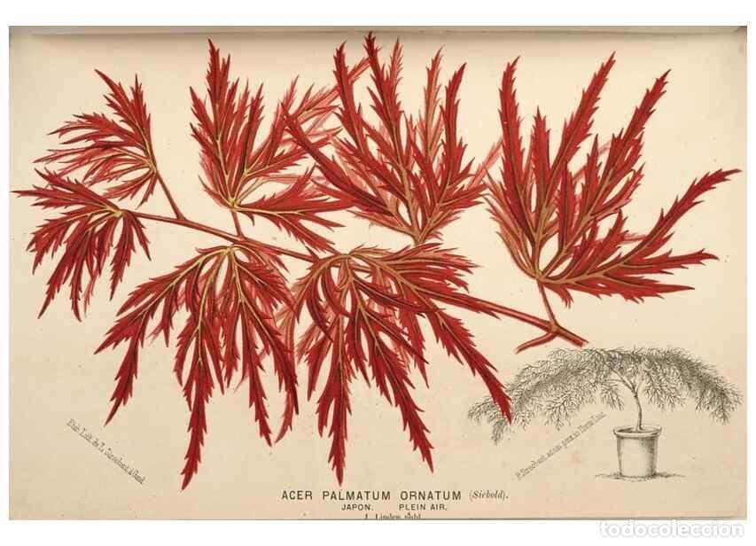 Collection Magazines and Newspapers: Reproducci&oacute;n/Reproduction 49690604011: L'Illustration horticole :. Gand, Belgium :Imprimerie et lith