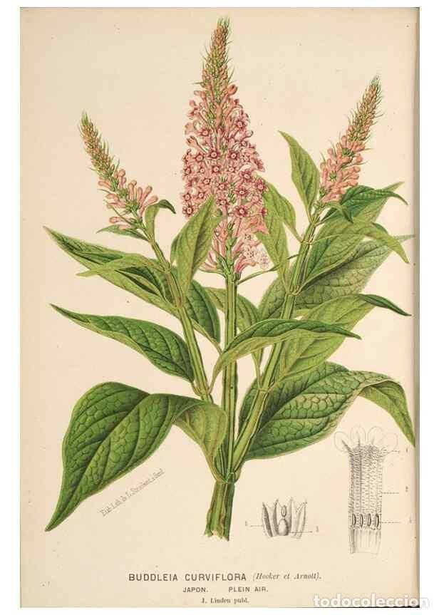 Collection Magazines and Newspapers: Reproducci&oacute;n/Reproduction 49690906447: L'Illustration horticole :. Gand, Belgium :Imprimerie et lith