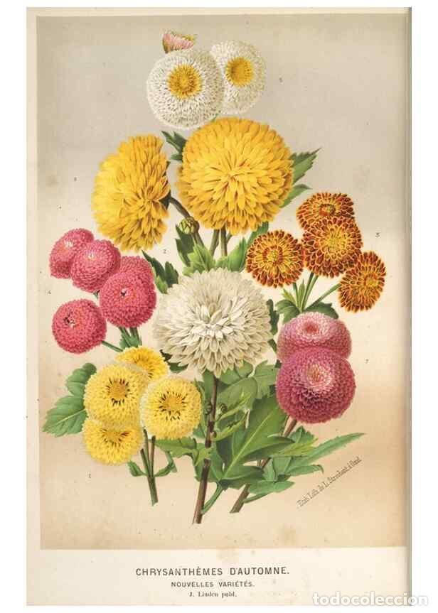 Collection Magazines and Newspapers: Reproducci&oacute;n/Reproduction 49690963527: L'Illustration horticole :. Gand, Belgium :Imprimerie et lith