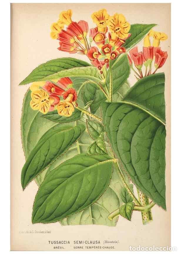 Collection Magazines and Newspapers: Reproducci&oacute;n/Reproduction 49690598666: L'Illustration horticole :. Gand, Belgium :Imprimerie et lith