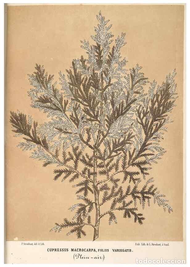 Collection Magazines and Newspapers: Reproducci&oacute;n/Reproduction 49690841327: L'Illustration horticole :. Gand, Belgium :Imprimerie et lith