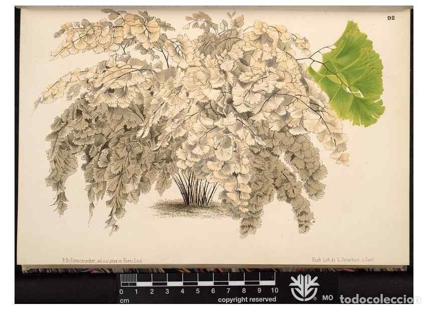 Collection Magazines and Newspapers: Reproducci&oacute;n/Reproduction 49690825131: L'Illustration horticole :. Gand, Belgium :Imprimerie et lith