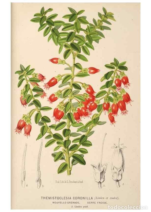 Collection Magazines and Newspapers: Reproducci&oacute;n/Reproduction 49690908927: L'Illustration horticole :. Gand, Belgium :Imprimerie et lith