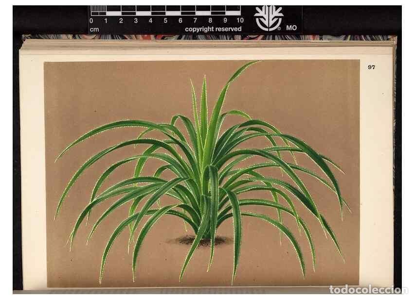 Collection Magazines and Newspapers: Reproducci&oacute;n/Reproduction 49690826216: L'Illustration horticole :. Gand, Belgium :Imprimerie et lith