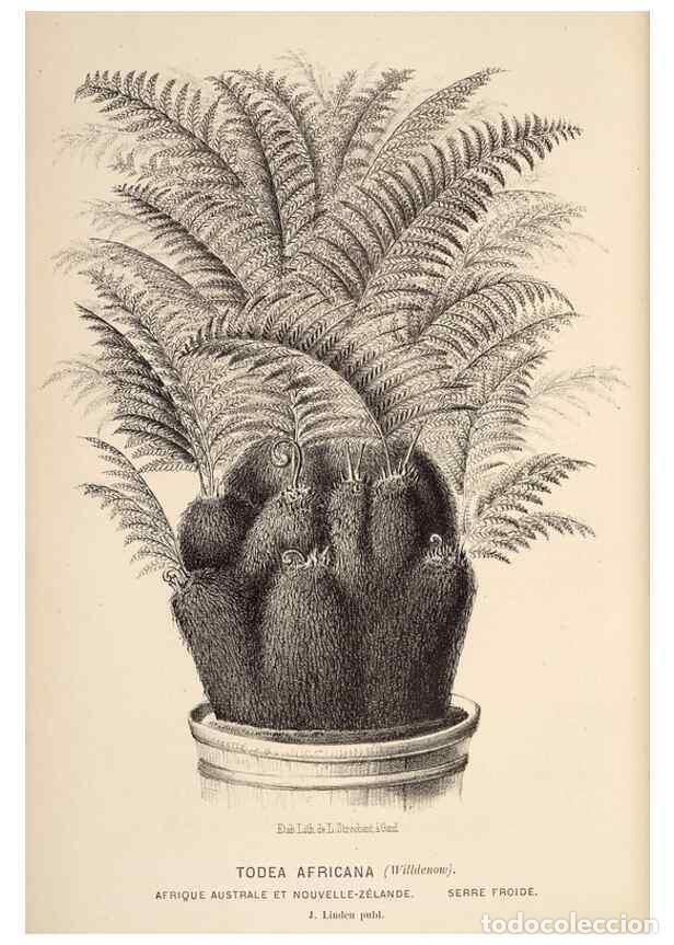 Collection Magazines and Newspapers: Reproducci&oacute;n/Reproduction 49690910172: L'Illustration horticole :. Gand, Belgium :Imprimerie et lith