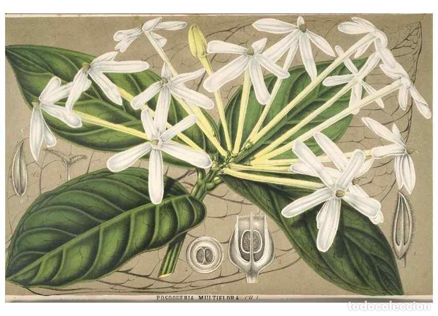 Collection Magazines and Newspapers: Reproducci&oacute;n/Reproduction 49690000093: L'Illustration horticole :. Gand, Belgium :Imprimerie et lith